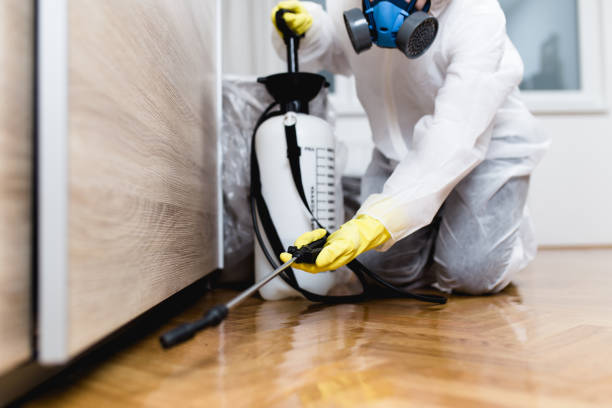 Best Flea Control Services  in New Cumberland, WV